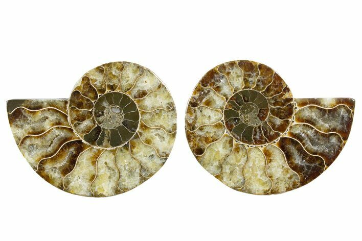 Cut & Polished, Agatized Ammonite Fossil - Madagascar #344152